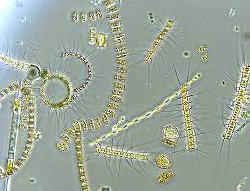 Phytoplankton: Jewels of the Delaware River